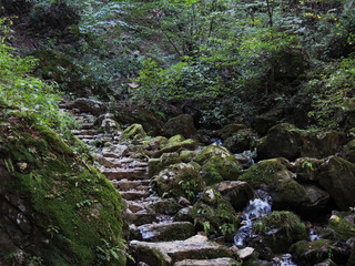 Mossy Hiking Course in Japan