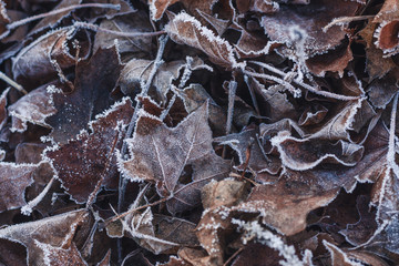 Old dry maple leaves covered with white hoarfrost. Autumn or spring frost