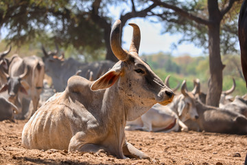 indian cow and calf's rest in govshal (goshala),beautiful view of cow and cow group,high protein milk  cow group,farm in cow