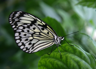 Obraz premium Black and white Butterfly. Tree Nymph Butterfly. Insect