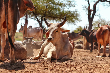 indian cow and calf's rest in govshal (goshala),beautiful view of cow and cow group,high protein milk  cow group,farm in cow