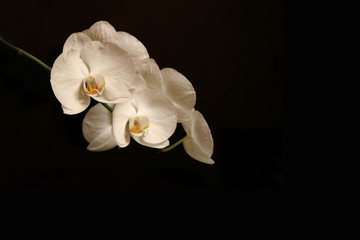 a branch of white Orchid flowers on a black background