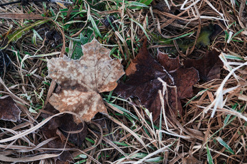 Old dry leaves and grass covered with white hoarfrost. Autumn or spring frost