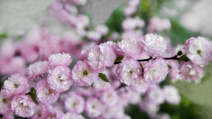 blooming branch with a flying bee