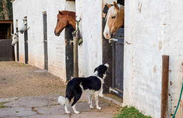 Horses in stall at white stables in the morning with farm border collie