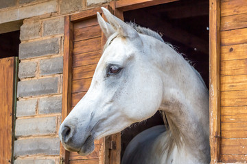 Beautiful white Arabian horse looking out of stall window at brick stable