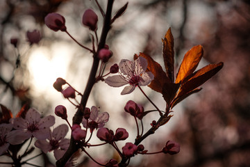 Rosa Blüte einer Blutpflaume (Prunus cerasifera)