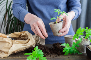 Young green seedlings of tomato in pots on a wooden background , woman transplanting seedlings, pricking out