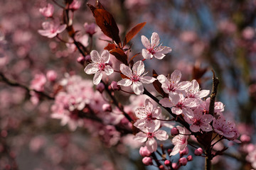 Rosa Blüten Busch im Frühjahr