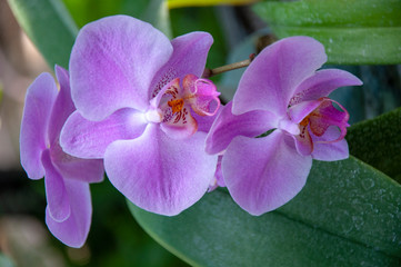 Beautiful branch of blooming pink orchid close-up on nature