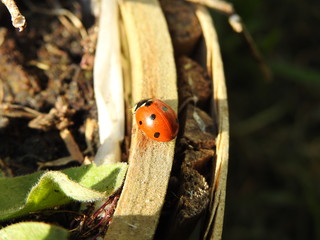 Coccinelle (ladybug) 17