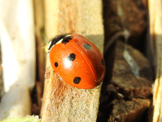 Coccinelle (ladybug) 16