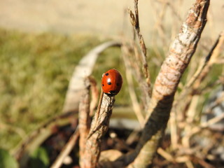 Coccinelle (ladybug) 14