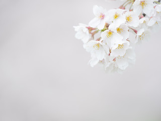 曇りの日の桜の花