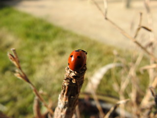 Coccinelle (ladybug) 3