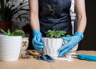 Houseplant growing. Woman's hands transplanting plant a into a new pot. Transplanting house plant zamiokulkas © Julia