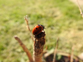 Coccinelle (ladybug)