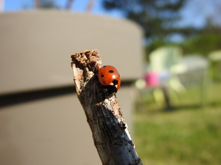 Coccinelle (ladybug) 19