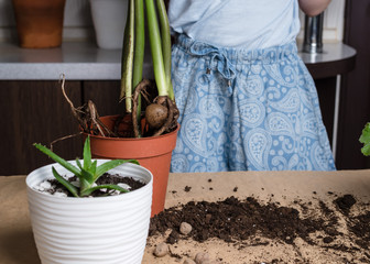 Houseplant growing. Ppreschool girl are transplanted Zamioculcas plant in a new pot