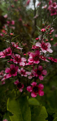 Petite Fleure Rose - Portrait 