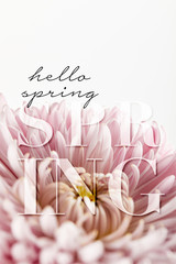 close up view of pink chrysanthemum isolated on white, hello spring illustration