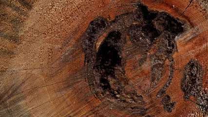 Schnitt durch einen Baumstamm, Hintergrund