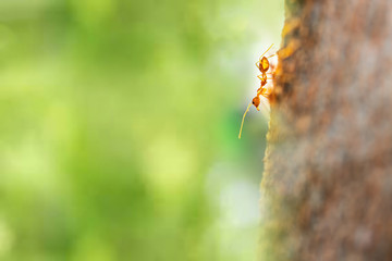 Fire ant on branch in nature green background, Life cycle
