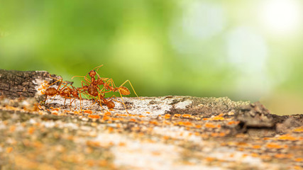 Fire ant on branch in nature green background, Life cycle