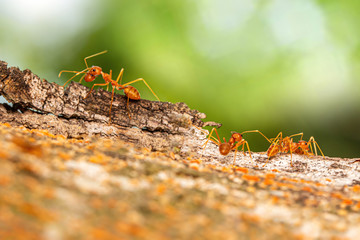 Fire ant on branch in nature green background, Life cycle