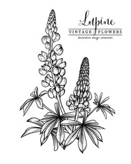 Sketch Floral decorative set. Lupin flower drawings. Black and white with line art isolated on white backgrounds. Hand Drawn Botanical Illustrations. Elements vector.