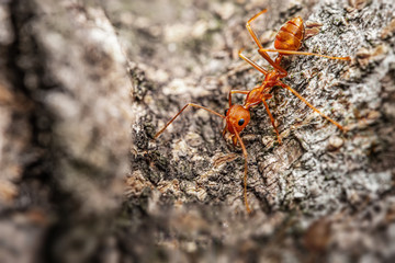Fire ant on branch in nature green background, Life cycle
