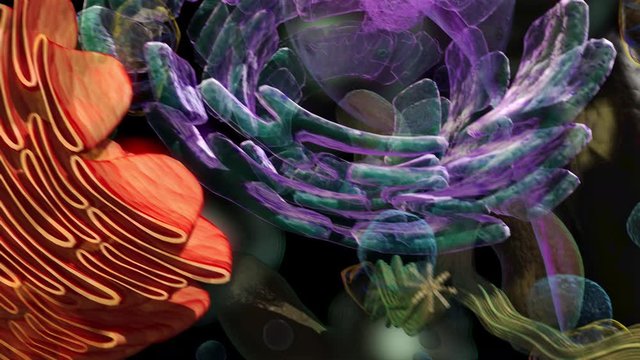Structure of a typical animal cell consisting of nucleolus