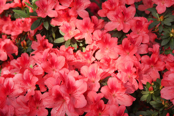 Image of beautiful floral wall background with amazing spring flowers with sunlights