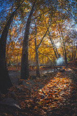 autumn, forest, fall, nature, tree, leaves, park, landscape, trees, season, yellow, red, leaf, wood, road, foliage, path, woods, colorful, orange, green, color, colors, sun, october