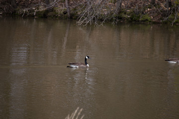 Goose swimming on the pond