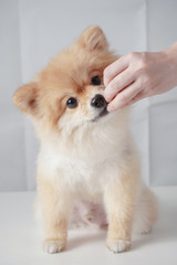 Small dog breeds or Pomeranian with brown hairs sitting on the white table with white background and smelling a snack that owner giving to it