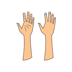 human hands, isolated linear illustration