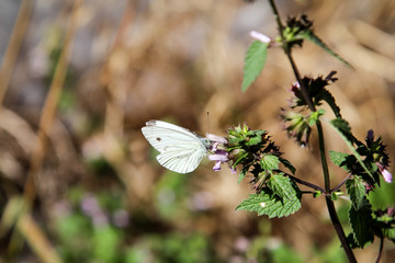 Nahaufnahme eines Schmetterling, Schmetterlinge sind schöne Insekten und auch nützlich.