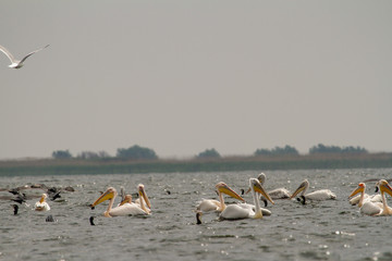 Pelicans in the Danube Delta, Romania