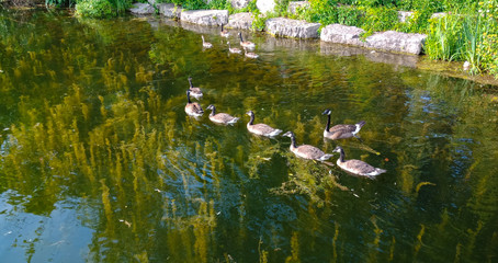 geese in a pond with algae