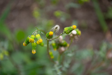 Yellow flowers