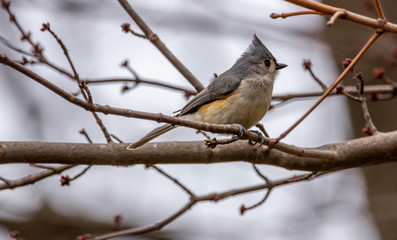 A Tufted Titmouse
