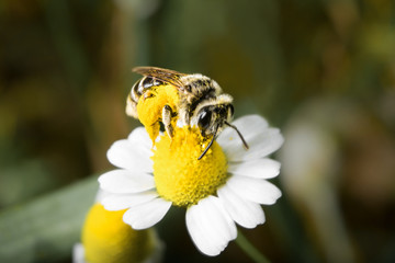 Diligent bee getting nectar from the chamomile flower