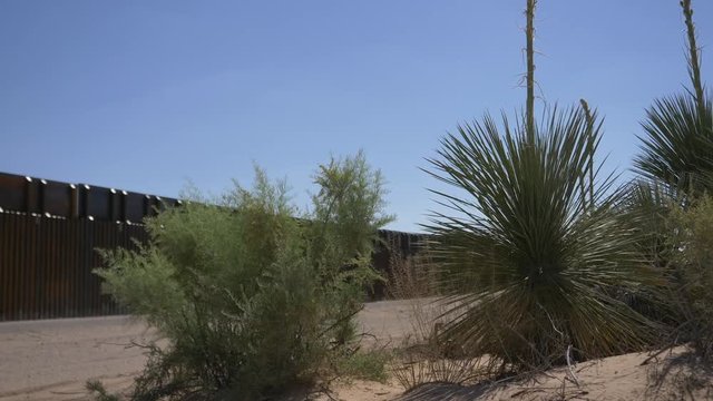 Native plant life along the Mexican American border near El Paso Texas 