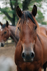 Naklejka premium portrait of a horse