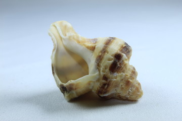 sea shell on white background