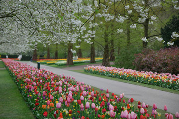 Flowering alley with cherry and multicolored tulips in a park in Holland
