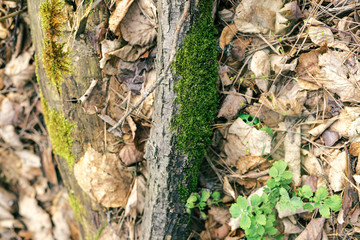 Fallen leaves and tree with moss. Spring forest