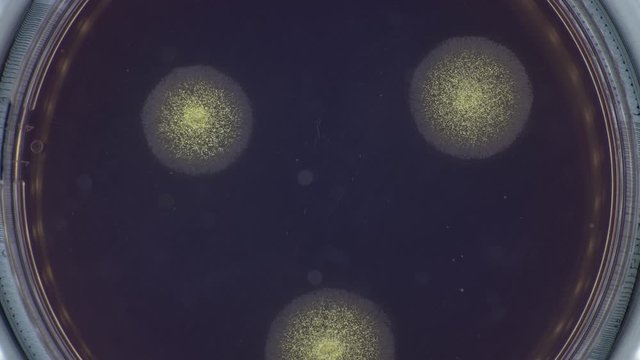 mushroom mycelium growth in petri dish time lapse