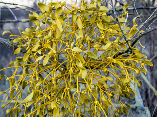 Misteln an einem Baum. Misteln sind Schmarotzerpflanzen